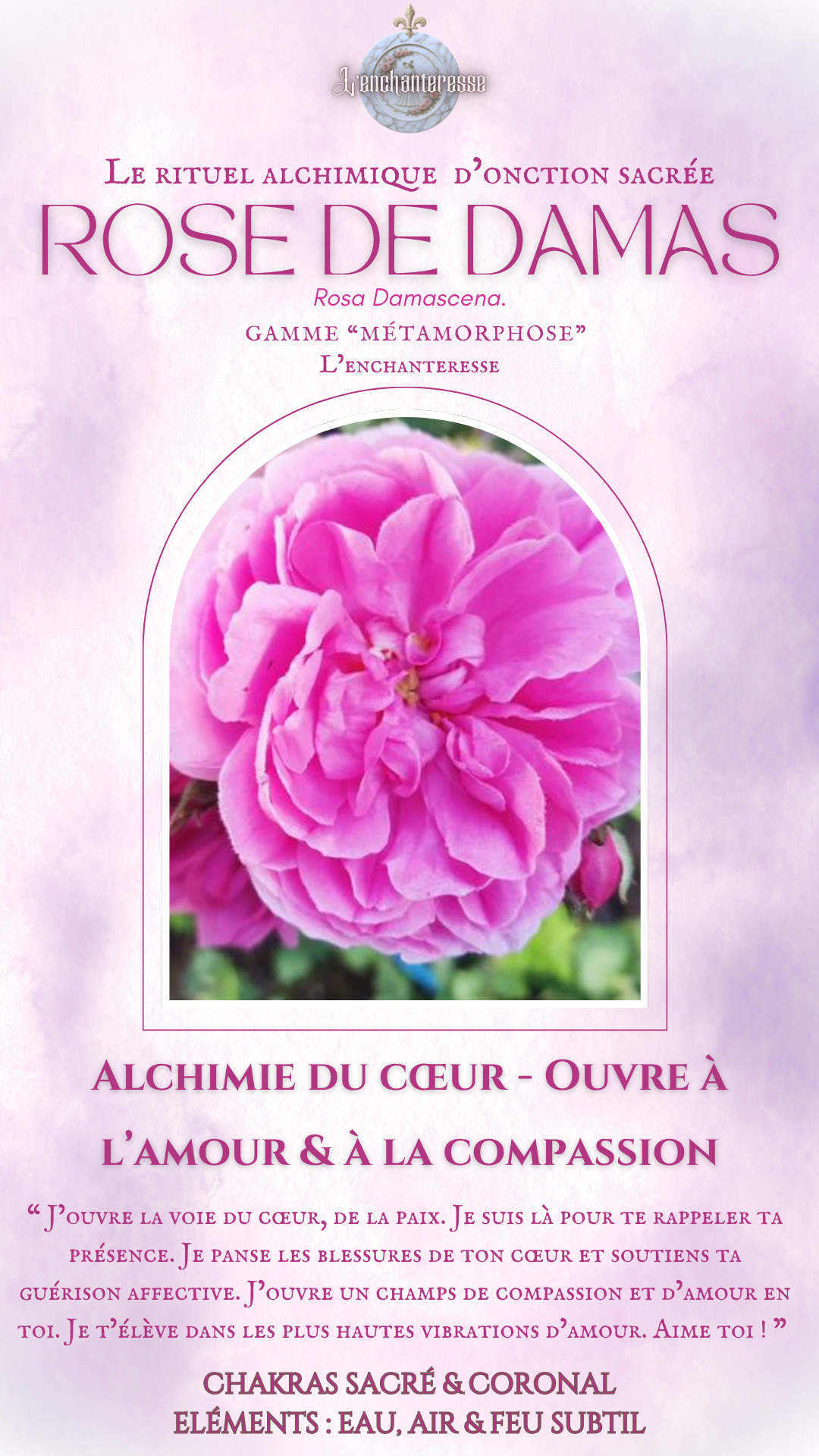Rose de Damas